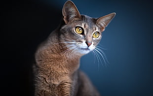 selective focus photography of black cat