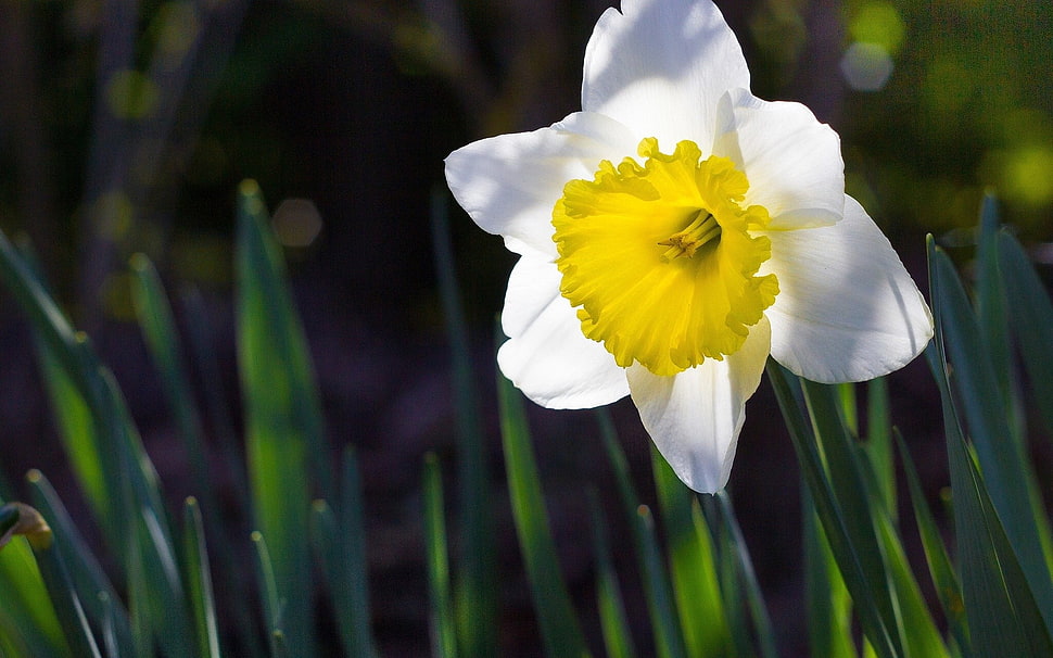 yellow and white flower, nature HD wallpaper