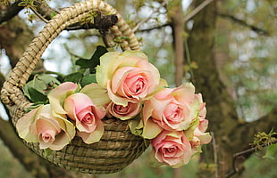seven pink roses on basket during daytime
