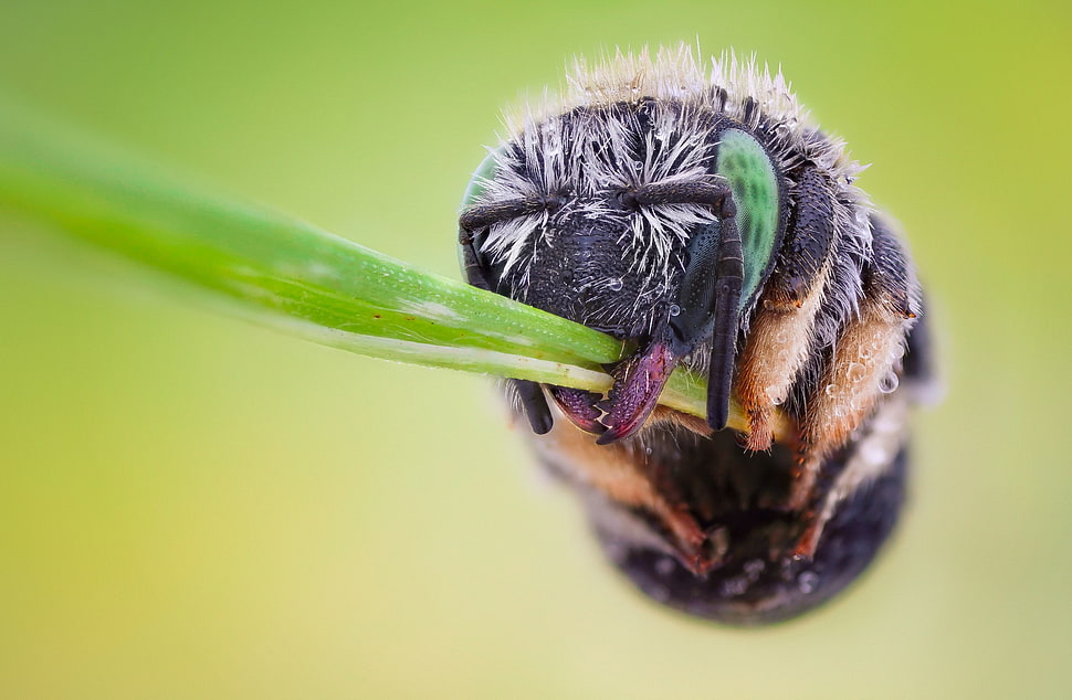 black and yellow insect, bees, macro, insect, animals HD wallpaper
