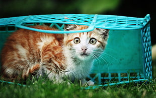 orange Tabby kitten in bag HD wallpaper