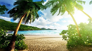 coconut trees near seashore, nature, landscape HD wallpaper