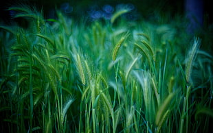 landscape photography of wheat