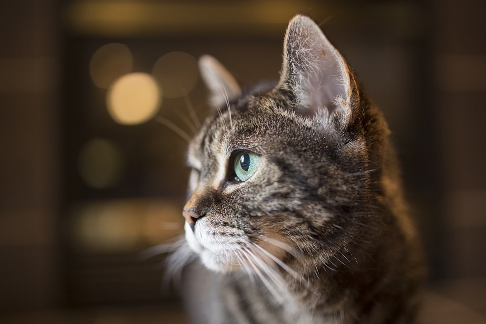 silver tabby cat HD wallpaper