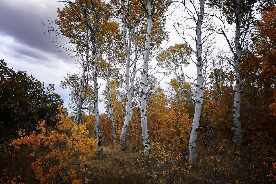 green trees, nature, trees, fall, plants HD wallpaper