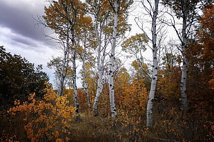 green trees, nature, trees, fall, plants