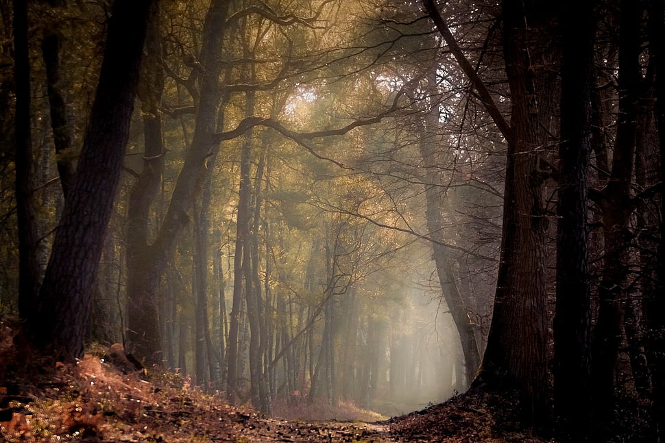 brown trees, nature, landscape, spring, forest HD wallpaper