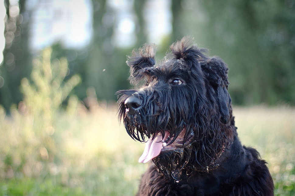 medium Scottish Terrier HD wallpaper