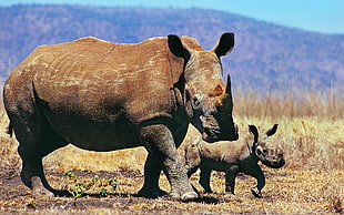 two Rhino on brown grass during daytime
