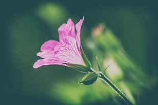 closeup photo of purple petal flower