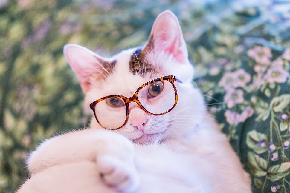 short-fur white and brown cat, animals, cat, glasses, pet HD wallpaper