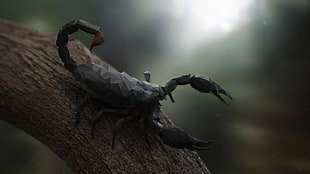 black scorpion, nature, animals, trees, digital art