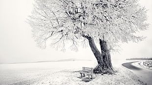 gray scaled photo of tree HD wallpaper