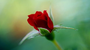 red rose flower bud, rose, flowers, macro, plants HD wallpaper