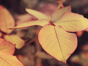 macro shot of yellow and red leaf