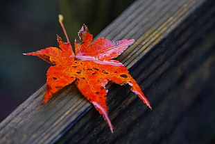 close up photo of orange and red leaf on wooden surface HD wallpaper