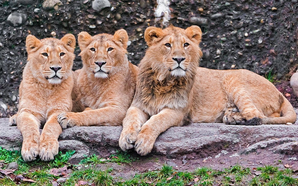 pride of lions HD wallpaper