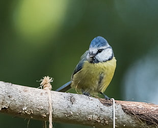 yellow and blue bird standing on tree branch