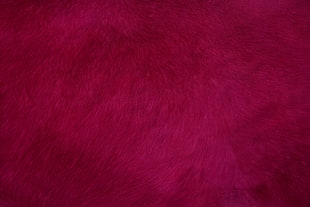 red and white area rug HD wallpaper