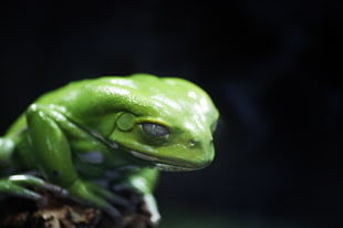 closeup photo of green frog HD wallpaper