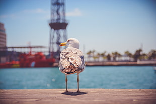 brown and white seagull HD wallpaper