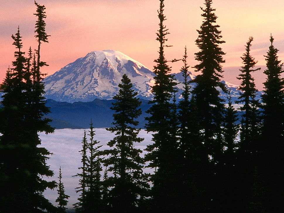 pine trees, mountains HD wallpaper