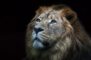 Lion animal HD wallpaper