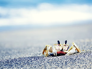 yellow and gray crab, crabs, sea, sand, animals