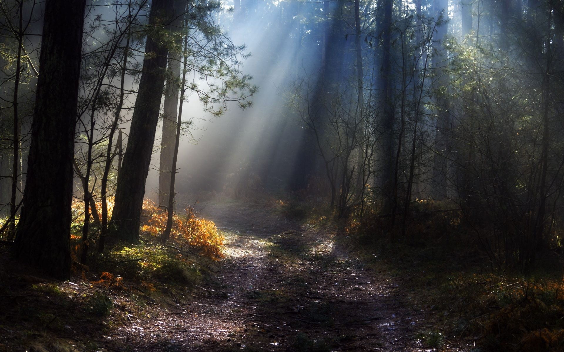 bare tree, nature, landscape, trees, forest