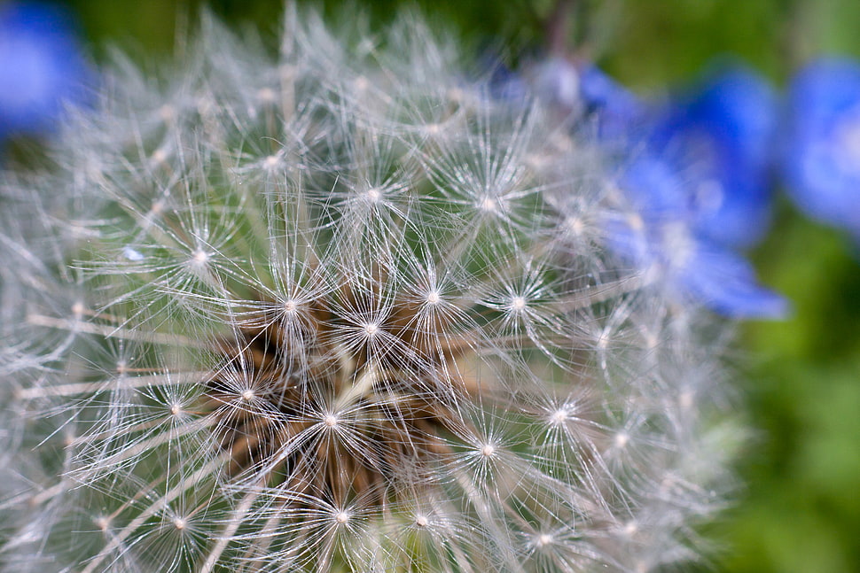 micro photography, dandelion HD wallpaper