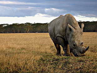 brown Rhino on green grass during daytime, kenya HD wallpaper