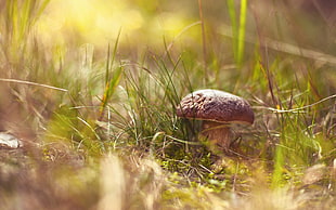 macro photography of red mushroom HD wallpaper