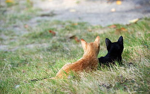 Kittens,  Couple,  Grass,  Black HD wallpaper