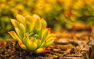 shallow focus photography of green succulent