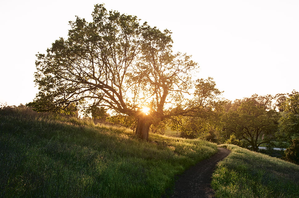 green leaf tree under the clear sky during sunset HD wallpaper