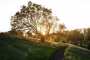 green leaf tree under the clear sky during sunset