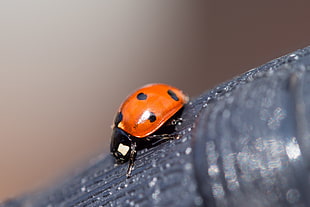 close-up photography Ladybug on black branch, ladybird