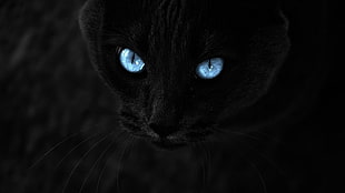 black cat, cat, selective coloring, animals, blue eyes