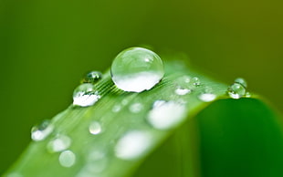 closeup photo of water drop on leaf