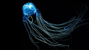 blue and white coated wires, jellyfish, underwater HD wallpaper
