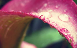 tilt shift lens photography of purple plant with water droplets