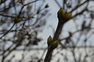 green sprout, spring