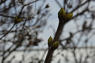 green sprout, spring HD wallpaper