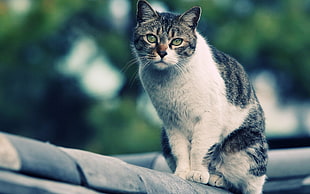 focus photo of gray tabby cat