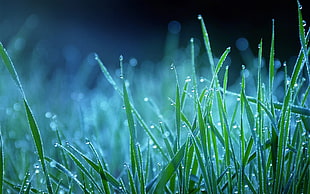 green leafed grass, grass, plants, water drops