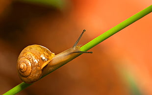 brown and white snail