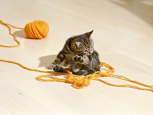 black Tabby kitten play in yellow yarn thread