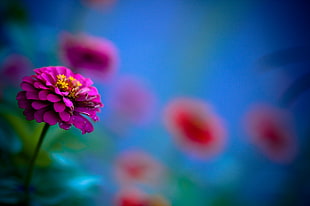purple Zinnia flower in selective color photography HD wallpaper