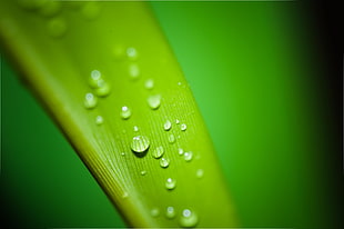 close up photo of water drops on green surface HD wallpaper