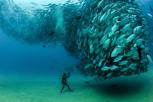school of tuna fish, nature, fish, photography, photographer HD wallpaper